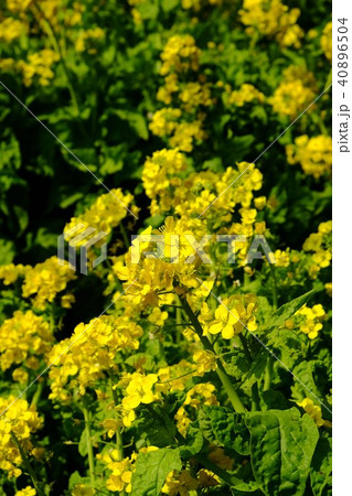 菜の花 菜の花 40896504