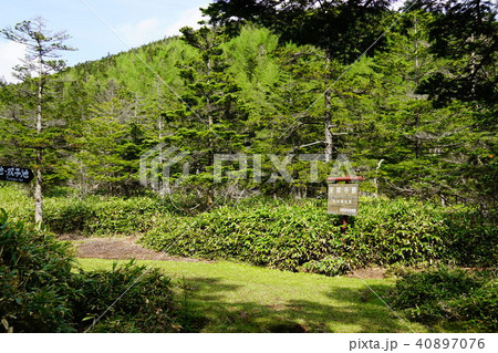 蓼科山 天祥寺原 蓼科山 天祥寺原 40897076