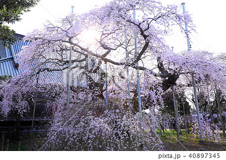 般若院の枝垂れ桜03 40897345