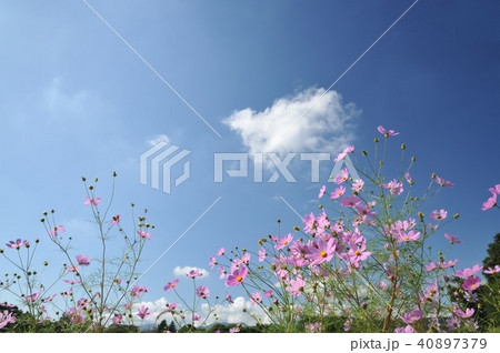 コスモス コスモス 40897379