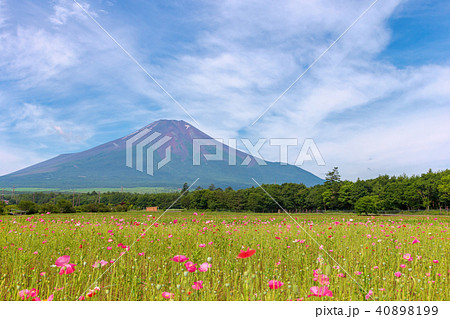 富士山　(7月　花の都公園) 40898199