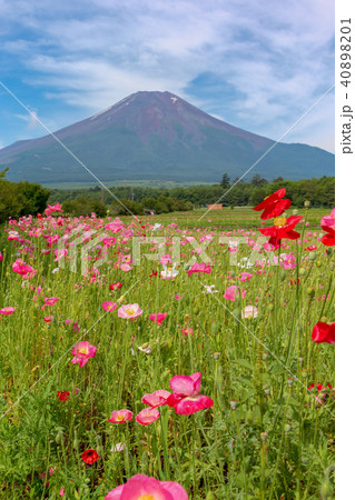 富士山　(7月　花の都公園) 40898201
