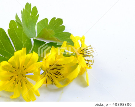 花 花 40898300