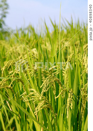 rice field 40898340