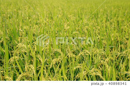 rice field rice field 40898341