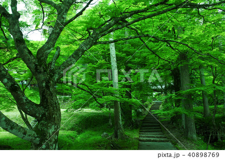 新緑の龍穏寺 新緑の龍穏寺 40898769