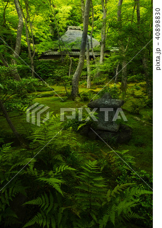 新緑の祇王寺 新緑の祇王寺 40898830