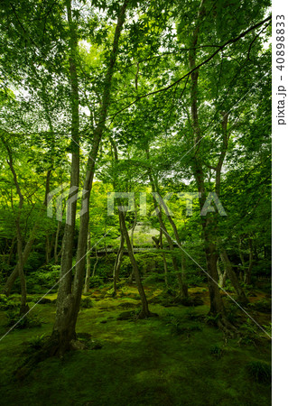 新緑の祇王寺 新緑の祇王寺 40898833