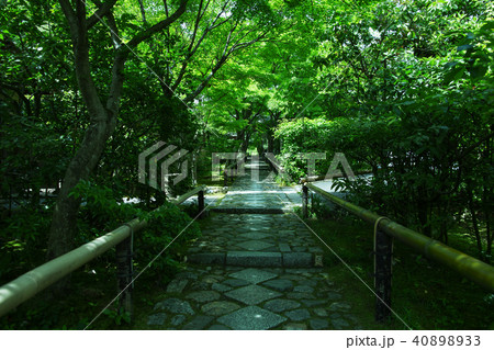 新緑の光悦寺 40898933