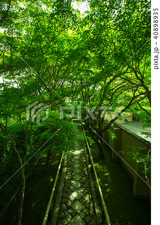 新緑の光悦寺 40898935