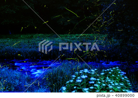 源氏蛍 源氏蛍 40899000