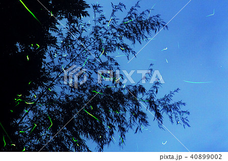 源氏蛍 源氏蛍 40899002