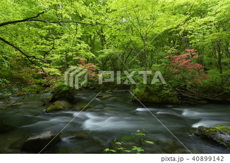 新緑の奥入瀬渓流 新緑の奥入瀬渓流 40899142
