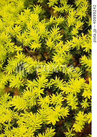 金芽伽羅木 キンメキャラボク 縦 金芽伽羅木 キンメキャラボク 縦 40899242