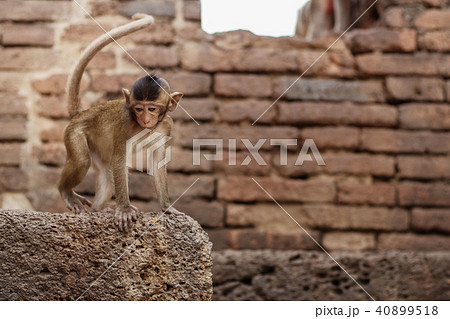 Monkey in a zoo. Monkey in a zoo. 40899518