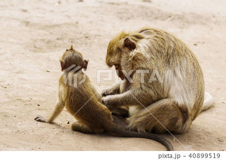 Monkey is cleaning baby. Monkey is cleaning baby. 40899519