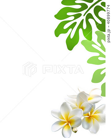 モンステラ プルメリア 椰子の葉 リゾート 南国 フレーム 癒し ハワイのイラスト素材 40899774 Pixta