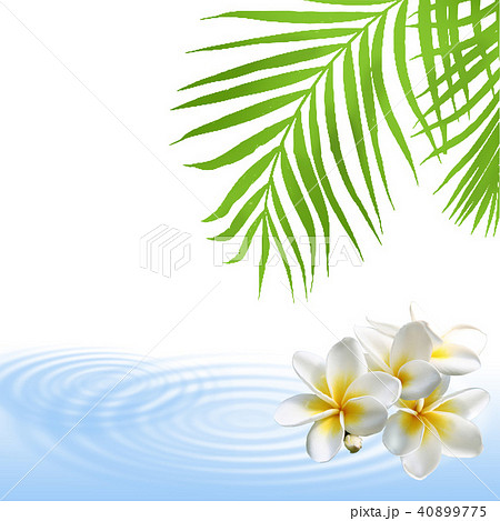 モンステラ プルメリア 椰子の葉 リゾート 南国 フレーム 癒し ハワイのイラスト素材
