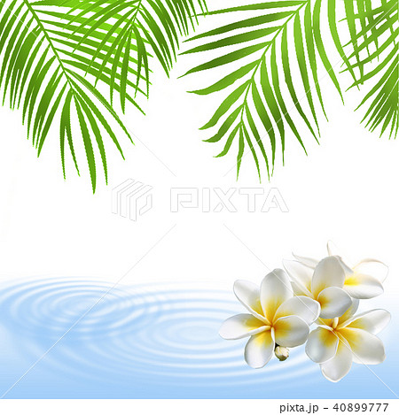 モンステラ プルメリア 椰子の葉 リゾート 南国 フレーム 癒し ハワイのイラスト素材