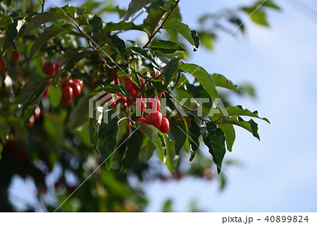 ナツグミの果実 40899824