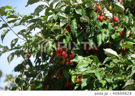 ナツグミの果実 ナツグミの果実 40899828