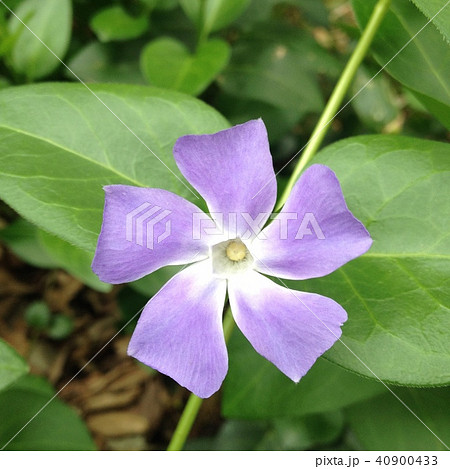 カリフォルニアの紫の花の写真素材