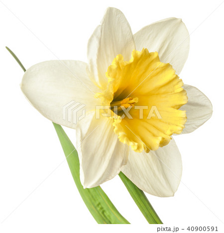 Single narcissus flower isolated on a white 40900591