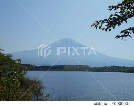 田貫湖からの富士山風景 田貫湖からの富士山風景 40900680