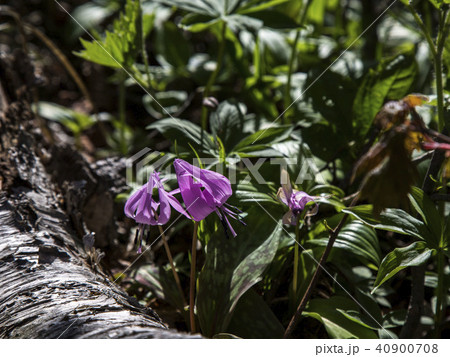 襄陽郡 江原道 書面 40900708