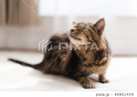 かゆいねこ 40901459