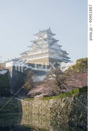桜と青空と姫路城大天守閣 40901667