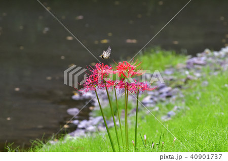 京都御苑 曼珠沙華とアゲハチョウ 京都御苑 曼珠沙華とアゲハチョウ 40901737