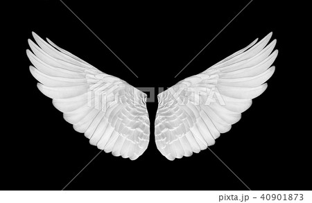 Pinion on the sprawling white 40901873