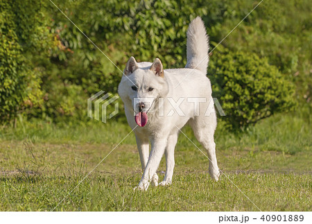 紀州犬 日本犬 天然記念物 希少犬の写真素材