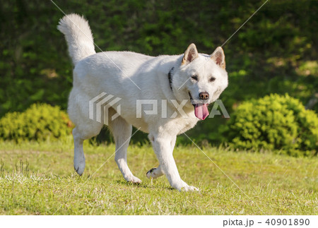 紀州犬 日本犬 天然記念物 希少犬の写真素材