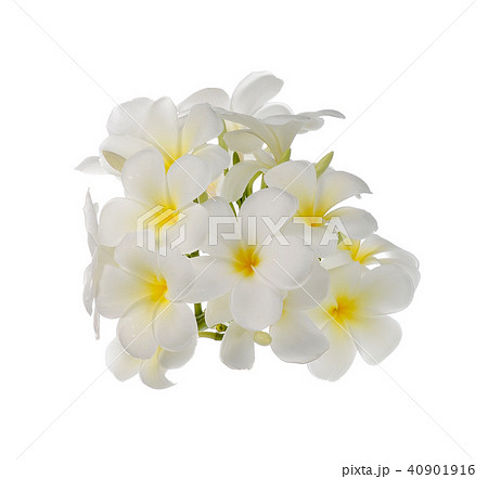 Frangipani flower on white background. Frangipani flower on white background. 40901916