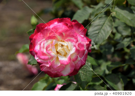 バラ（ダブル・デライト） 40901920