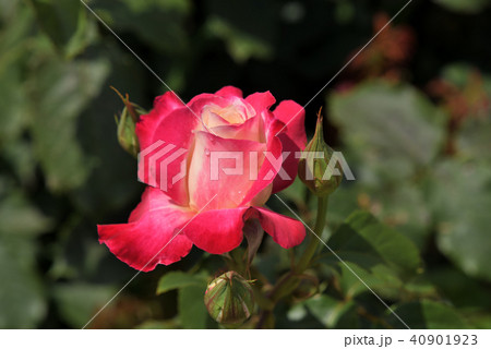 バラ（ダブル・デライト） 40901923