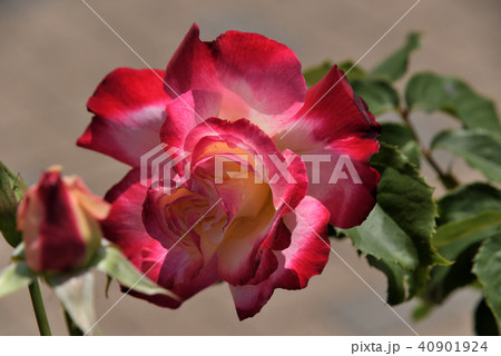 バラ（ダブル・デライト） 40901924