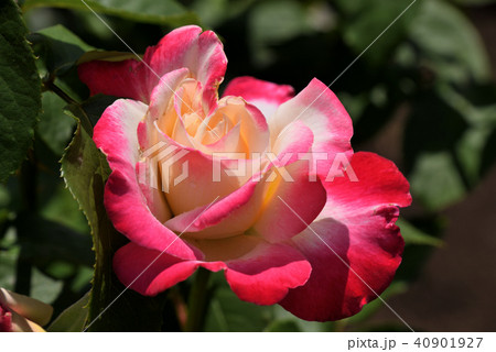 バラ（ダブル・デライト） 40901927