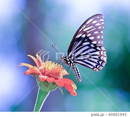 Butterfly on a flower 40901945