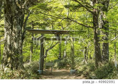 石鎚神社登山道の鳥居 40902091