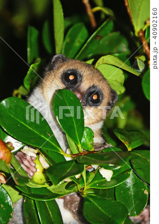 ネズミキツネザル 40902160