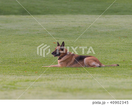 German Shepherd lying on the lawn. German Shepherd lying on the lawn. 40902345
