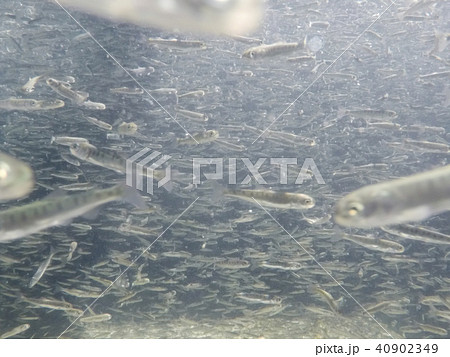さけの稚魚（群泳） 40902349