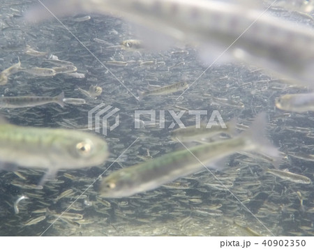 さけの稚魚（群泳） 40902350