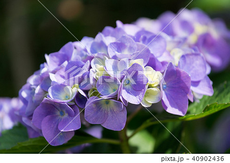 紫陽花 紫陽花 40902436