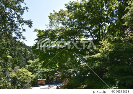 新緑　法多山尊永寺　袋井市 40902633