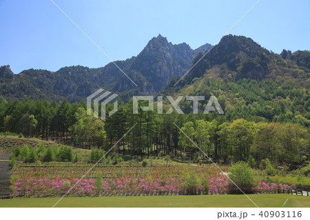 春の花咲く みずがき山自然公園付近から瑞牆山を眺める 春の花咲く みずがき山自然公園付近から瑞牆山を眺める 40903116
