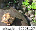 カエルの置物 40903127